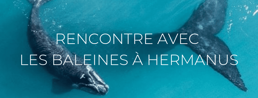 Header de l'article "Rencontre avec les baleines à Hermanus"