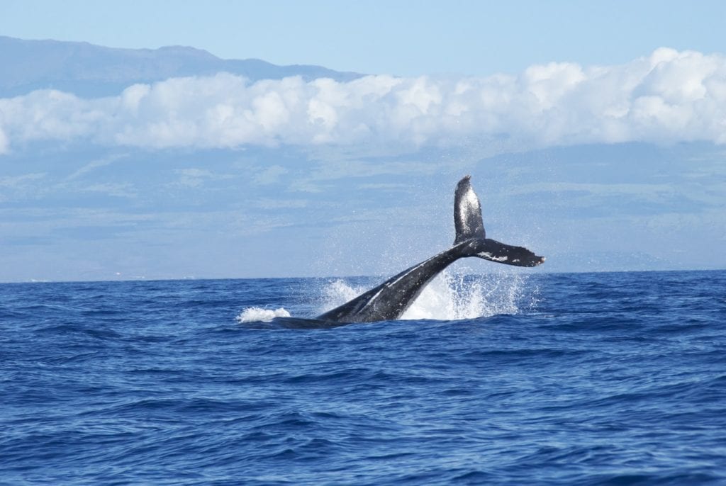 Photographie d'une baleine à la surface de l'océan, prise à Hermanus sur la Garden Route.