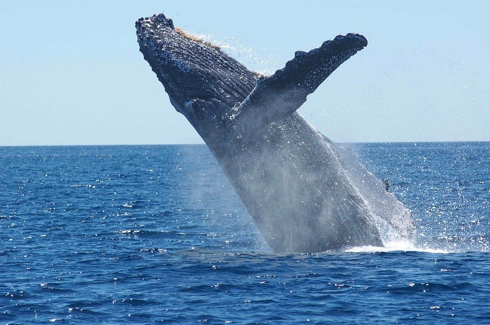 observation de baleines à Hermanus en Afrique du Sud