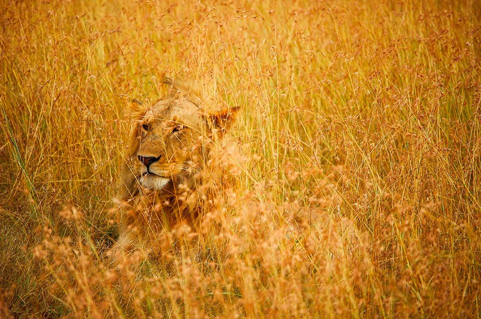 lion allongé dans la savane