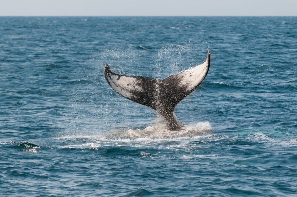 Walvissen in Hermanus in Zuid-Afrika