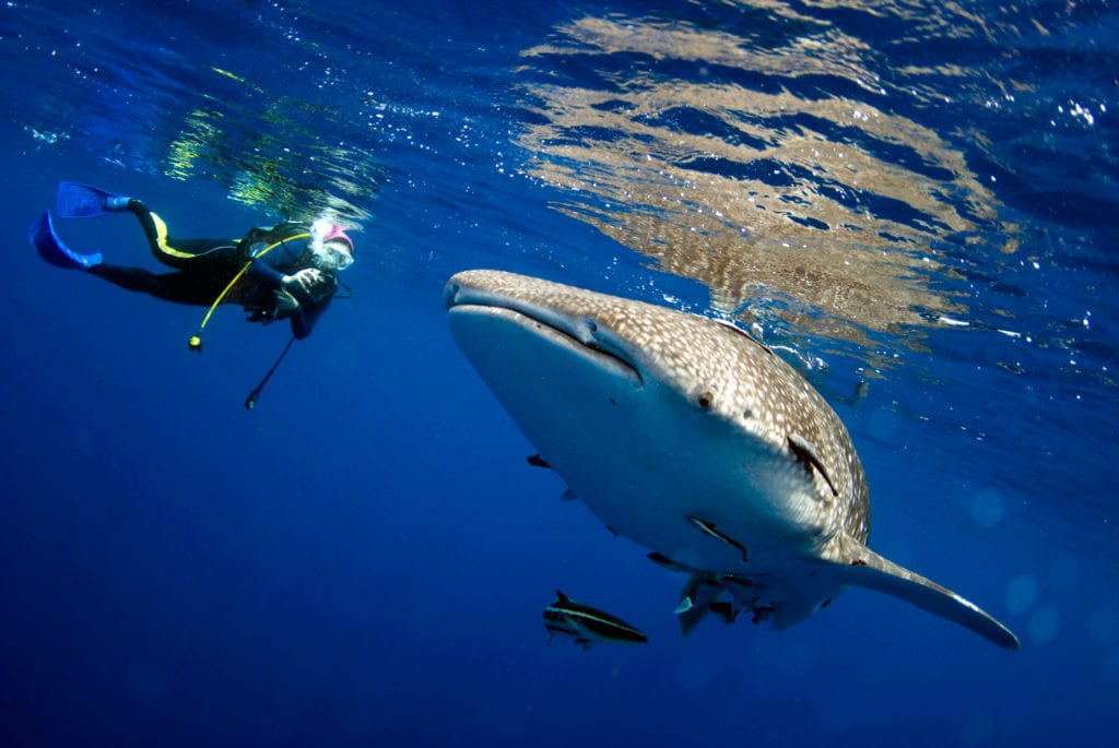 Plongeur aux côtés d'un requin baleine dans les eaux d'Afrique du Sud