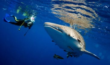 Plongeur aux côtés d'un requin baleine dans les eaux d'Afrique du Sud