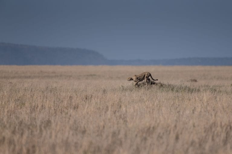 Parc Kruger