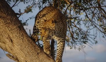 Safari 4×4 au Parc Kruger