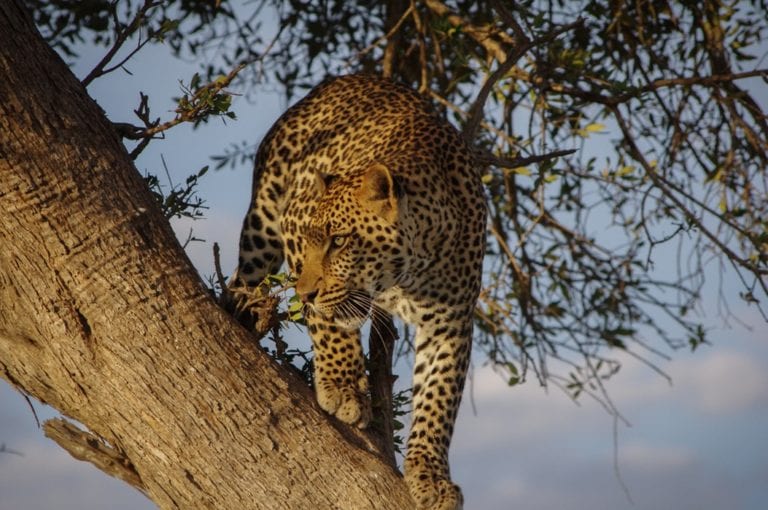 Safari 4×4 au Parc Kruger