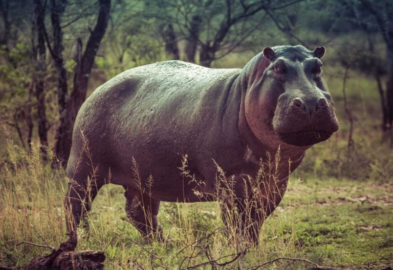 safari afrique du sud prix