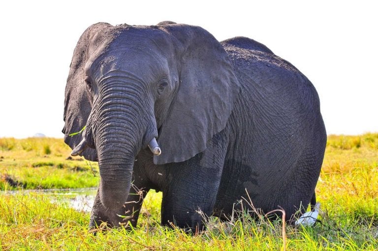 Safari 4×4 au Parc Kruger