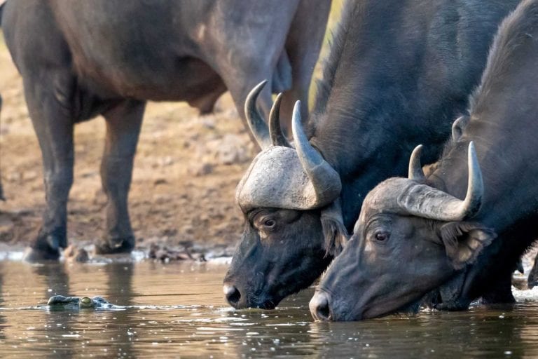 Safari 4×4 au Parc Kruger