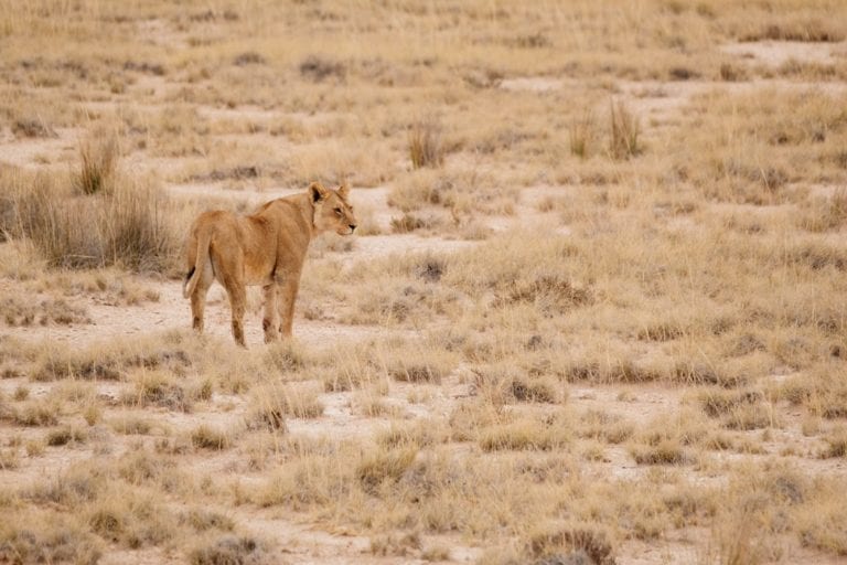 Safari en Namibie
