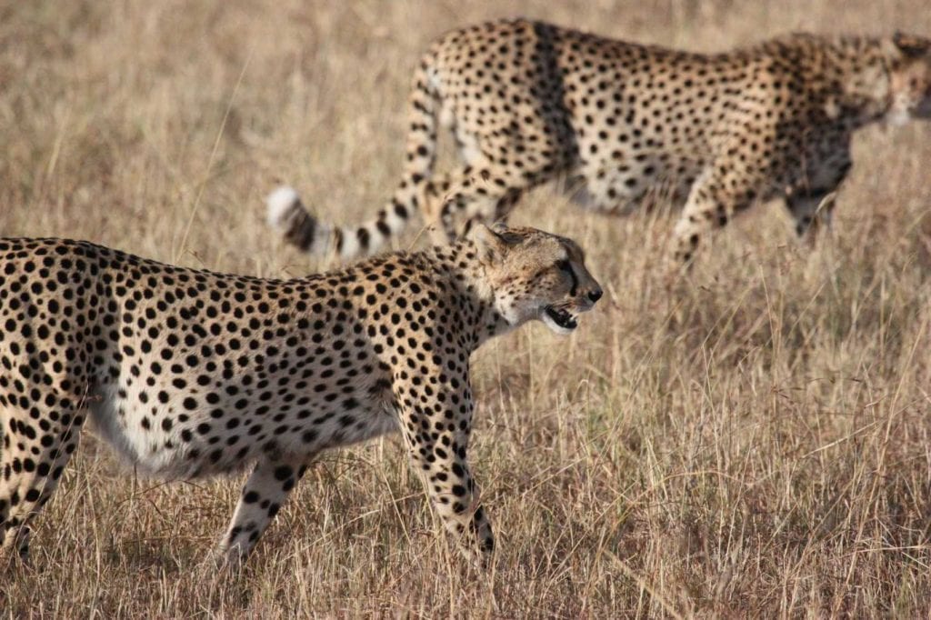 Treks et randonnées en Afrique