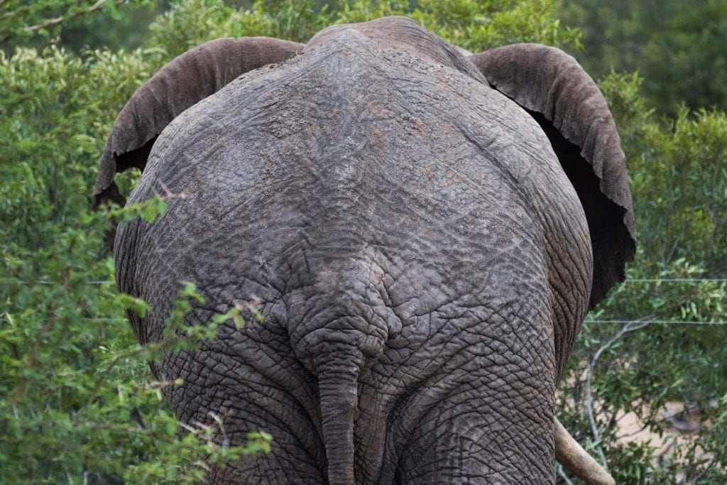 Dos d'éléphant au Kruger dans la réserve privée de Sabi Sand en Afrique du Sud