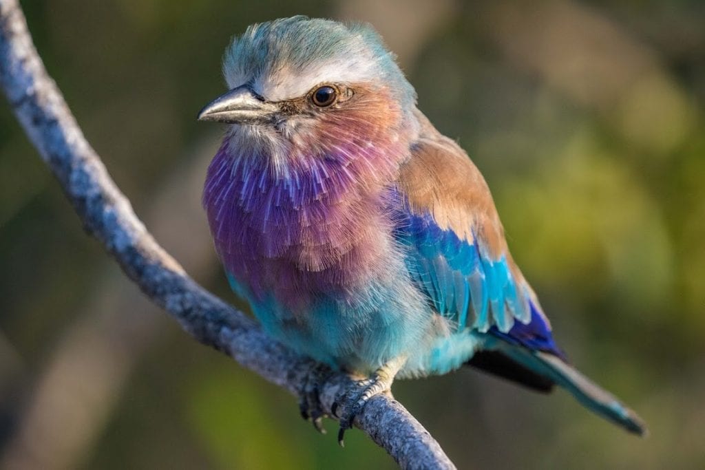 Lilac Breasted Roller sur une branche dans le Parc National du Kruger en Afrique du Sud