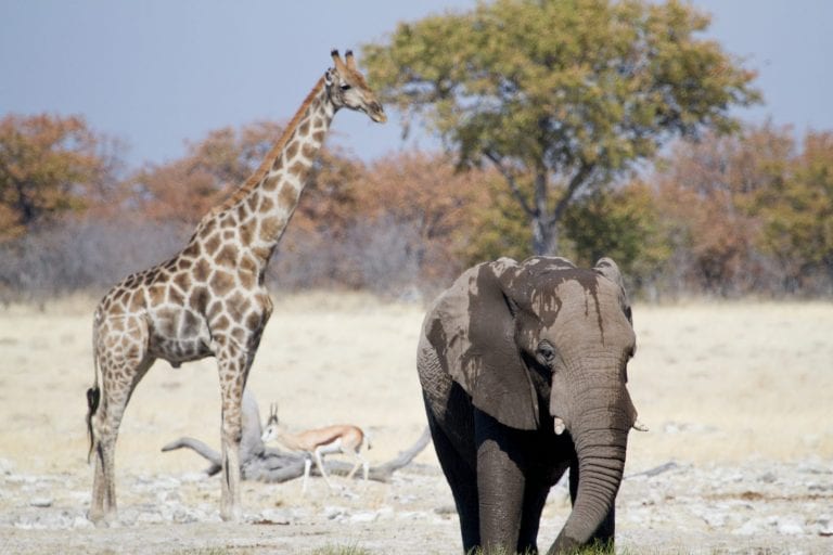 Un éléphant et une girafe à Etosha en Namibie, Afrique Australe.