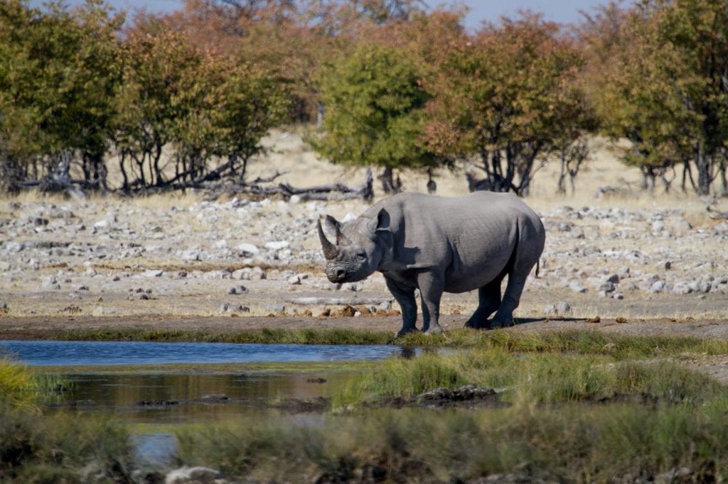 Rhinocéros noir à un point d'eau du parc national d'Etosha en Namibie