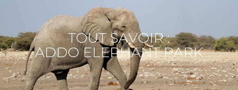 Header de l'article "Tout savoir sur Addo Elephant Park"