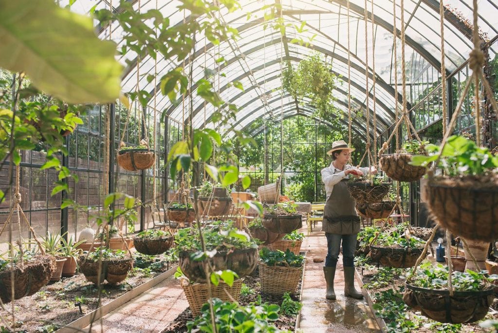 Jardinier dans la Green House de Babylonstoren à Franshhoek sur la Route des Vins