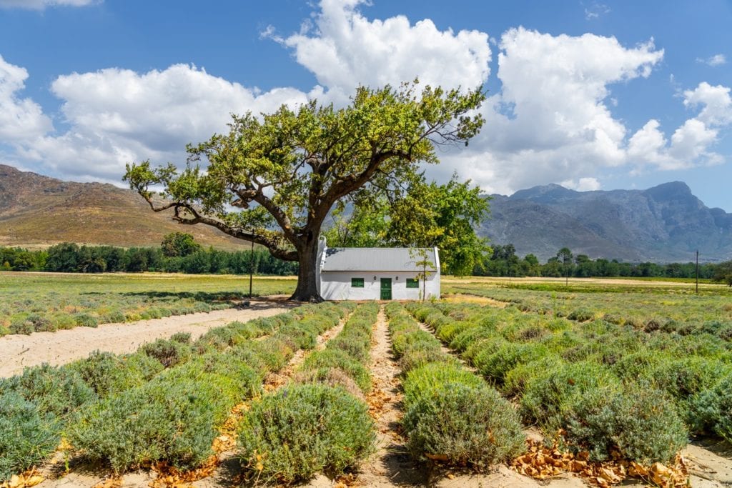 Maison du style Cape Dutch Architecture dans les vignobles du Cap sur la Route des Vins