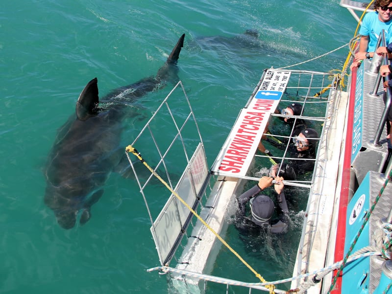 Plongée en cage et observation des requins blancs dans la baie de Gansbaai