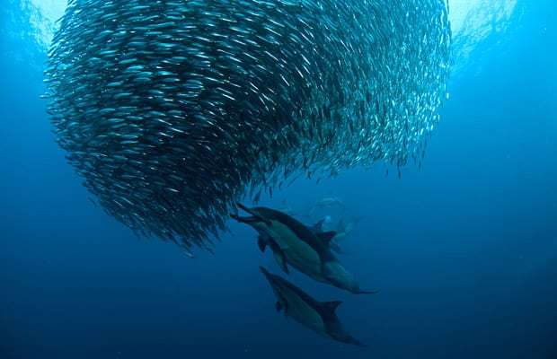 Sardine Run sur les côtes d'Afrique du Sud