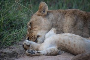 Partir en safari : que mettre dans sa valise ?