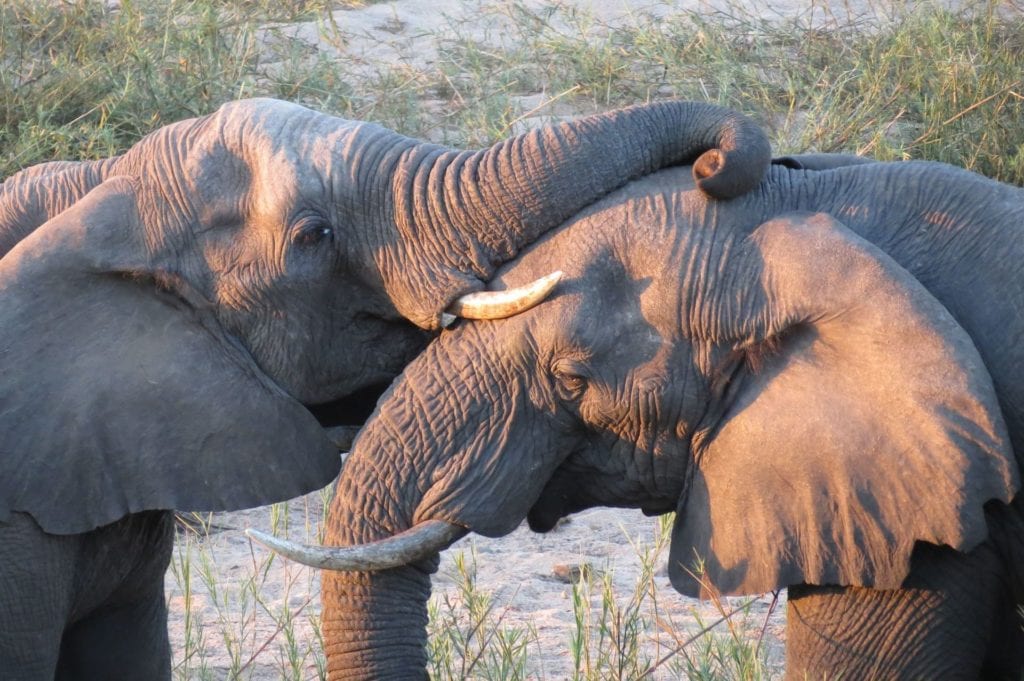 Deux éléphants lors d'un safari sur les traces des Big Five.