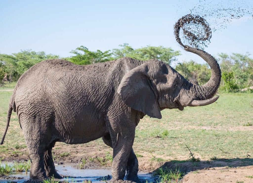 Un éléphant dans le Parc Addo Elephant, dernière étape de notre road trip sur la Garden Route.