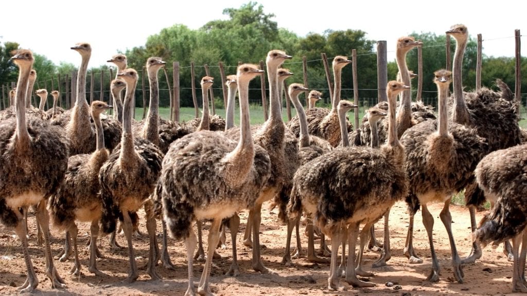 Un groupe d'autruches dans une ferme à Oudtshoorn, sur la Garden Route