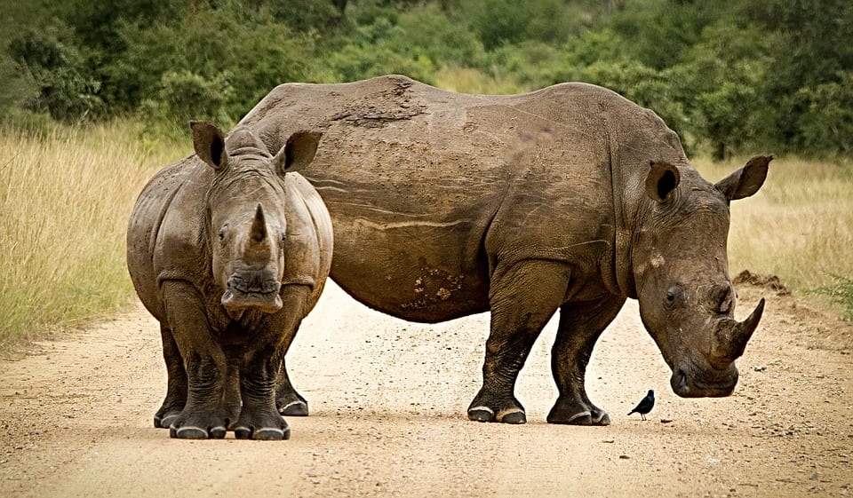 Un rhinocéros et son petit lors d'un safari