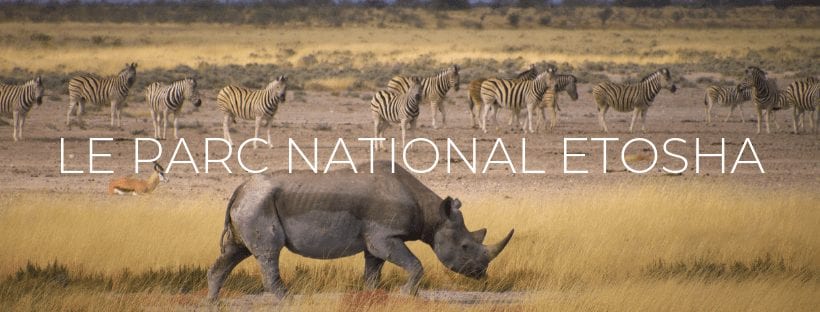 Header de l'article "Le Parc National d'Etosha"