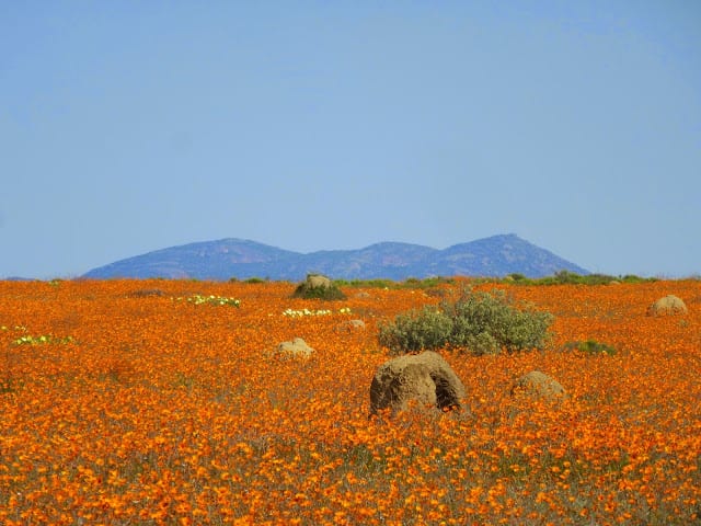 Fleurs du désert de Namaqualand et Floraison en Afrique du Sud.