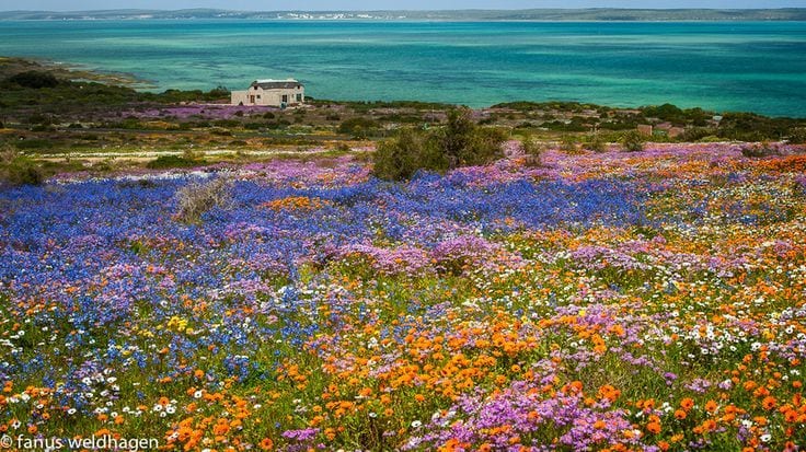 Des fleurs et en arrière plan le lagon turquoise de Langebaan