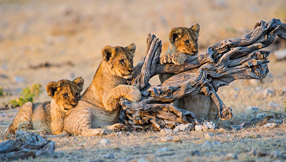parc national d'etosha