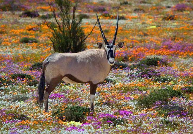 Oryx et saison de floraison en Afrique du Sud