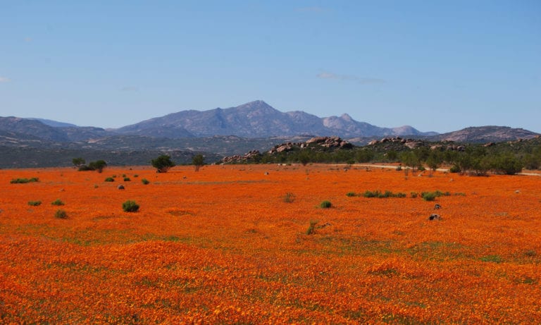 Fleurs du désert de Namaqualand et Floraison en Afrique du Sud.