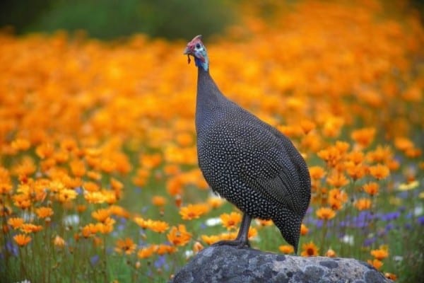 Dinde au milieu des fleurs du Namaqualand en pleine Floraison en Afrique du Sud.
