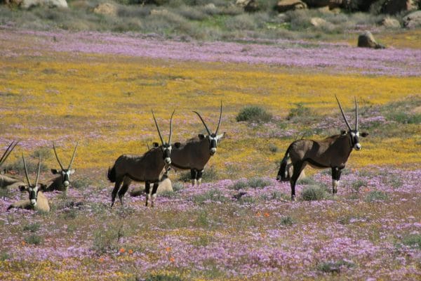 Famille d'oryxs dans le Namaqualand pendant la saison de floraison.