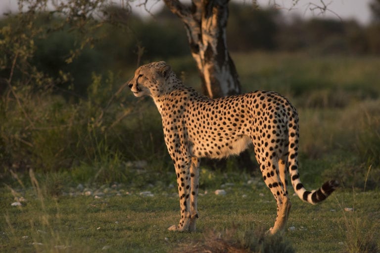 Observation de guépard lors d'un Safari au Kgalagadi