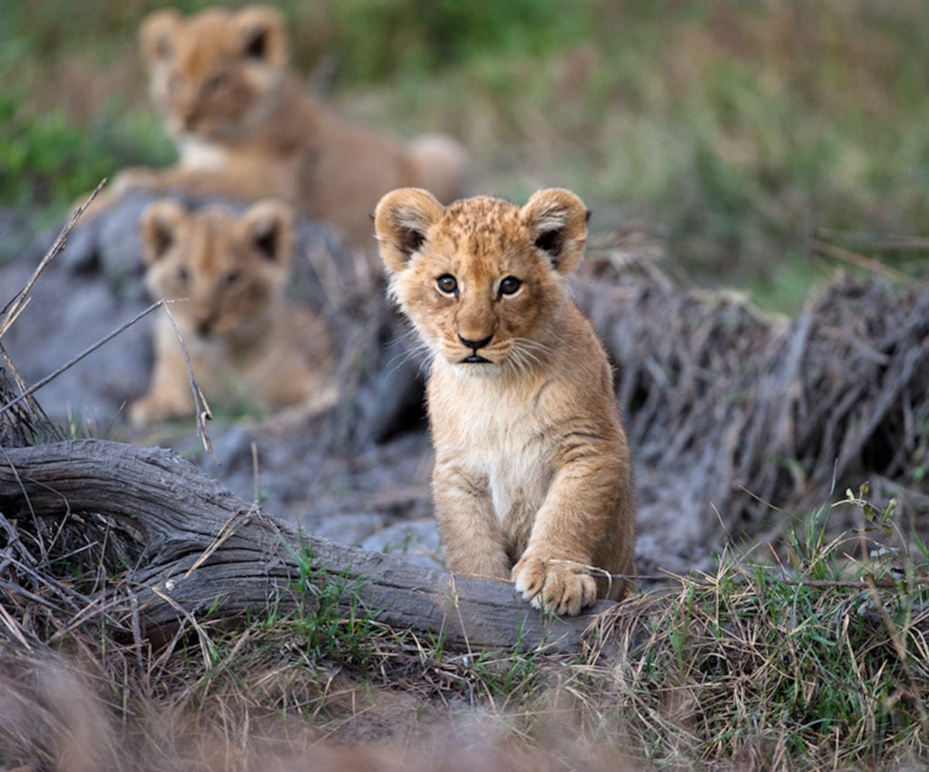 safari botswana en tente