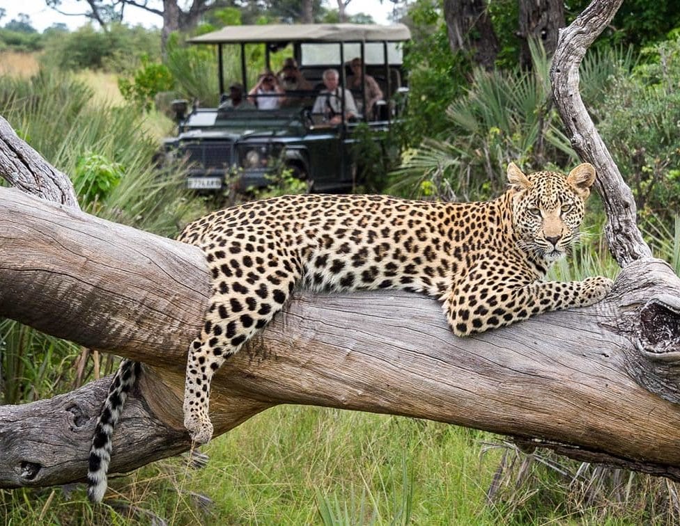 safari botswana en tente