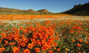 Champs fleuris lors de la Floraison dans le Namaqualand
