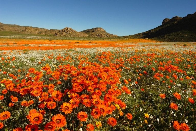Champs fleuris lors de la Floraison dans le Namaqualand