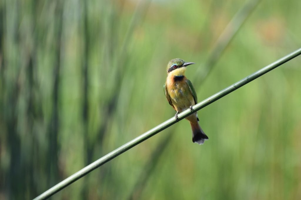 Bijeneter of de kleurrijke vogel die de Botswaanse vlaktes bewonen.