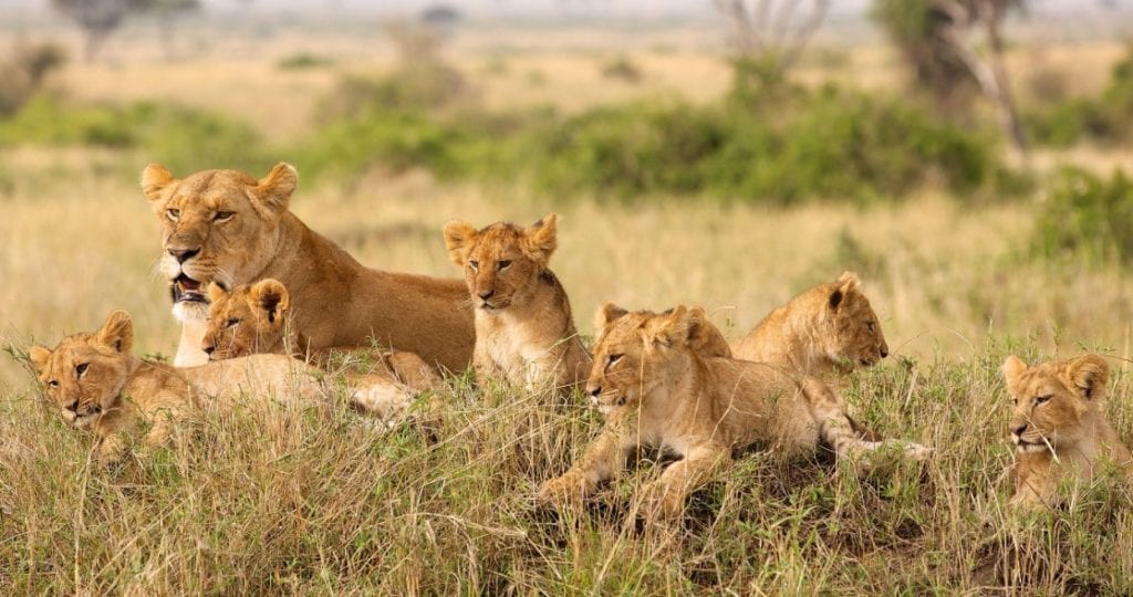 Voyage de Noces au Botswana : Une tribu de lions dans le Parc National de Chobe, au Sud.