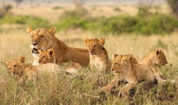 Voyage de Noces au Botswana : Une tribu de lions dans le Parc National de Chobe, au Sud.