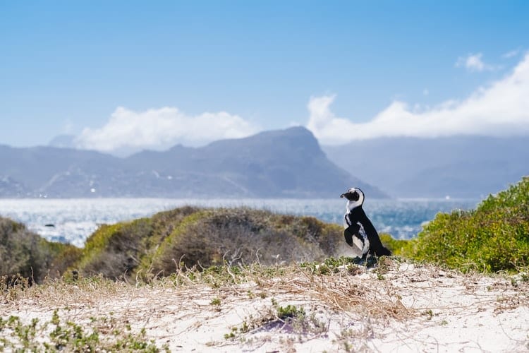 Photo des manchots de l'article "Road Trip jusqu'au Cap de Bonne Espérance"