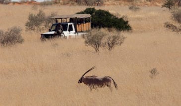 Observation d'Oryx lors d'un Safari au Kgalagadi