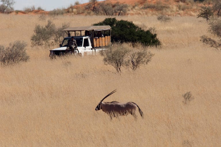 Observation d'Oryx lors d'un Safari au Kgalagadi