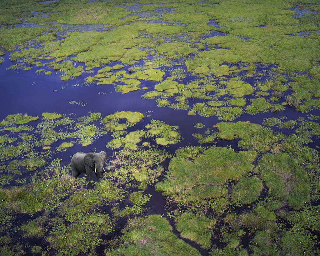 Itinéraire Voyage de Noces au Botswana : Un éléphant vue du ciel au Delta de l'Okavango au Botswana.