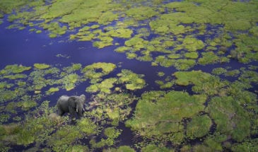 Itinéraire Voyage de Noces au Botswana : Un éléphant vue du ciel au Delta de l'Okavango au Botswana.